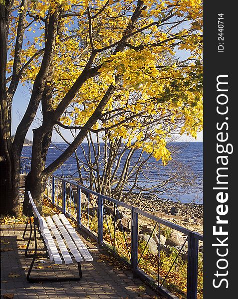 Autumn seaside with a bench an maple tree. Autumn seaside with a bench an maple tree