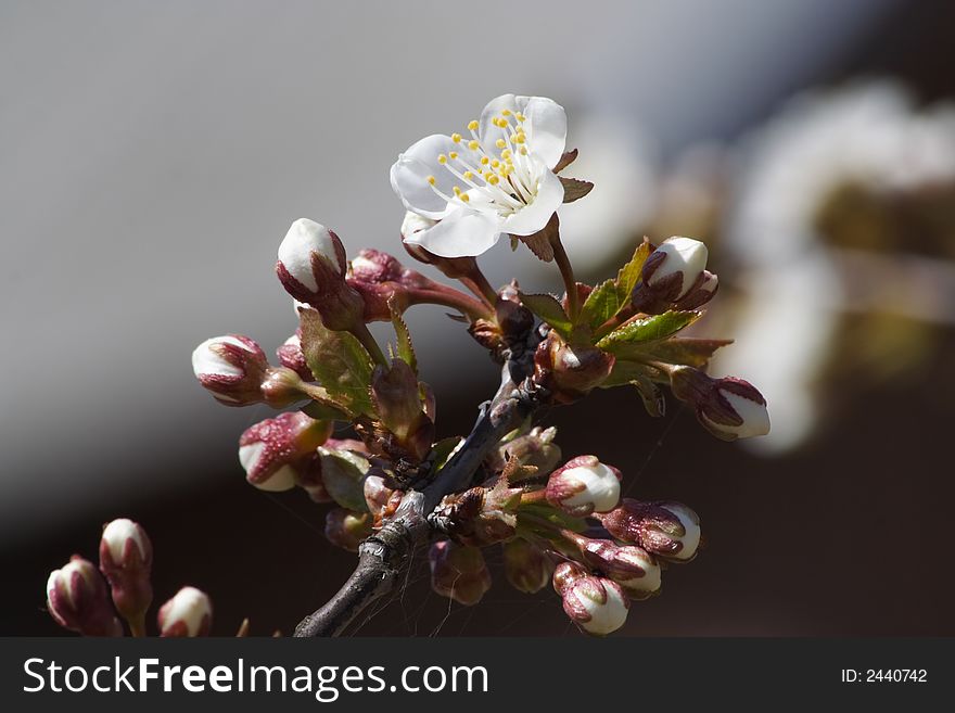 White and sunny cherry-blossom at spring day