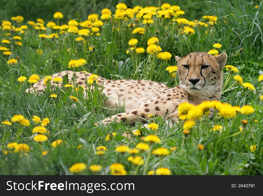 Cheetah have a rest at the dandelion field
