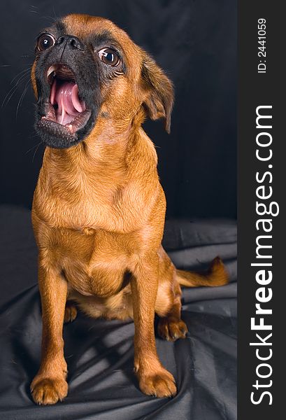 The dog sits and yawns on a black background