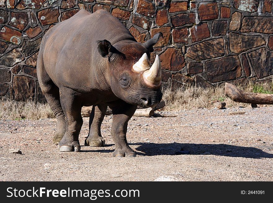 Full body shot of a Rhino at the zoo. Full body shot of a Rhino at the zoo