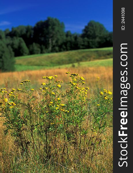 Country side summer picture with camomile