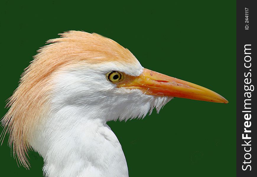 Head shot of crested egret on green background