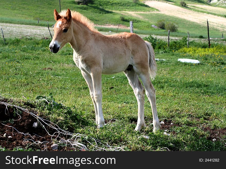 Image of a foal in Castelluccio di Norcia - umbria - italy