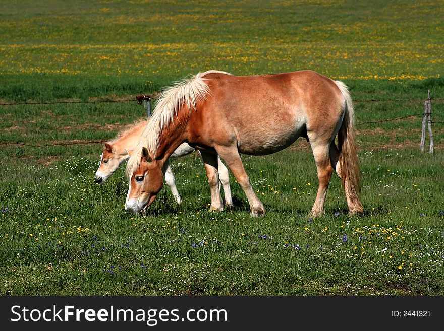 Image of horses eating grass in Castelluccio di Norcia - umbria - italy