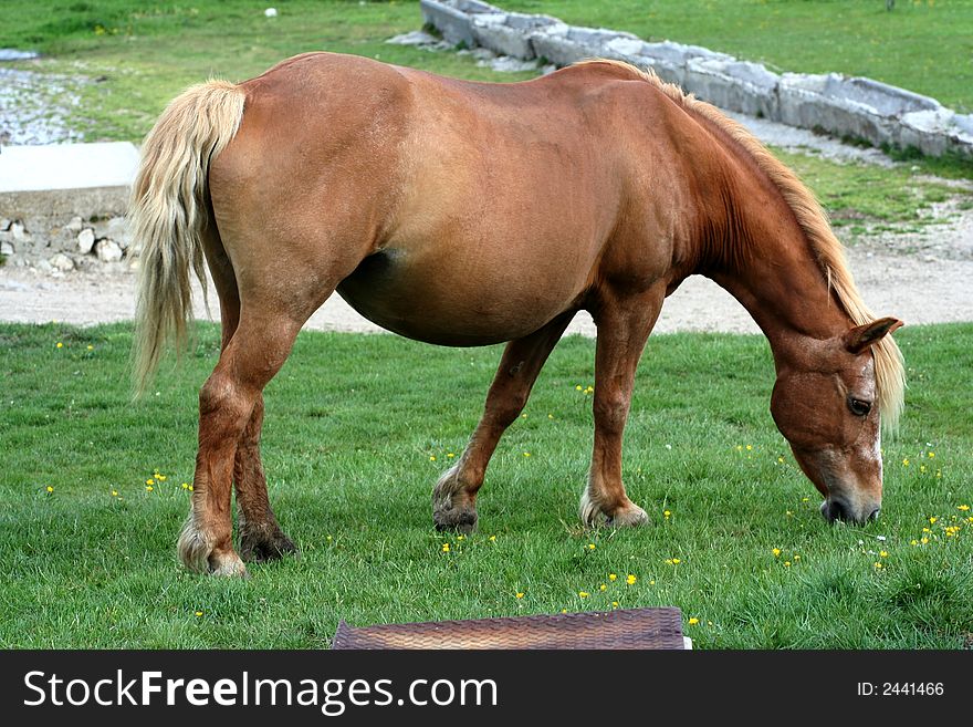 Image of an horse eating grass in Castelluccio di Norcia - umbria - italy