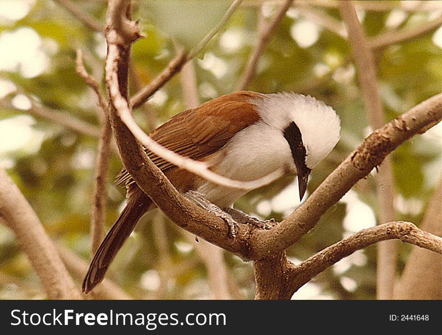 Bird of unknown species on branch