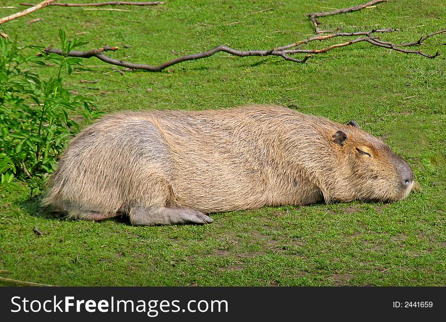 Contented capybara lazing in the sun