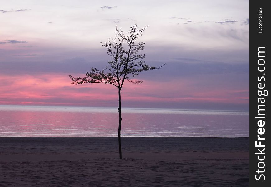 This is a tree on the Lake Michigan Beach in St. Joseph, MI. This is a tree on the Lake Michigan Beach in St. Joseph, MI