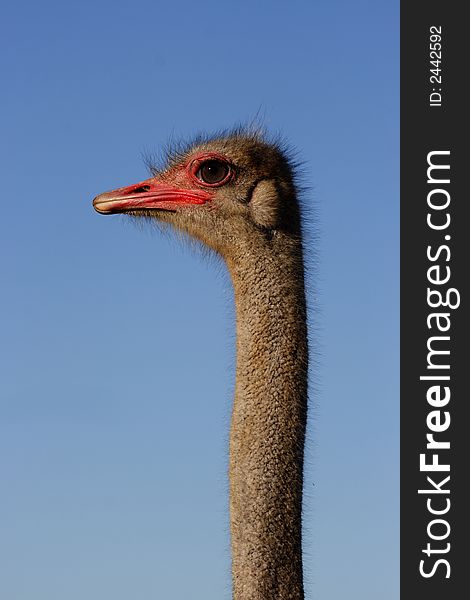Ostrich male looking while walking back and forth. Ostrich male looking while walking back and forth