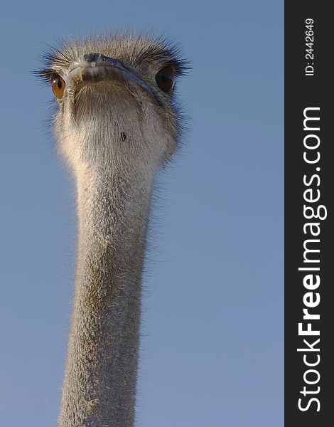 Looking up to the female ostrich at sunrise. Looking up to the female ostrich at sunrise