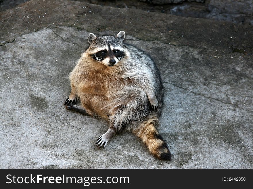 Raccoon