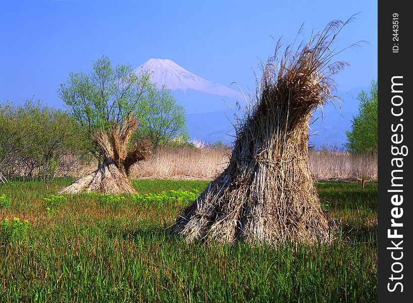 Bundles of Miscanthus drying out in the sun with Mount Fuji looming in the distance. Bundles of Miscanthus drying out in the sun with Mount Fuji looming in the distance