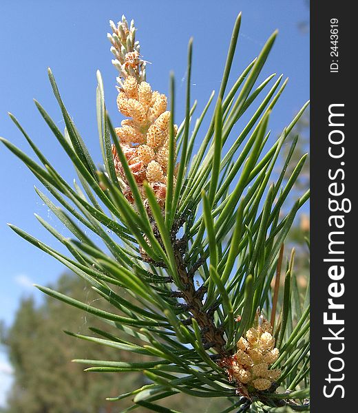 Branch of a pine close up with yellow man's cones on a background of the dark blue monophonic sky in a bright sunny day. The latin name of a kind of a plant � Pinus sylvestris.