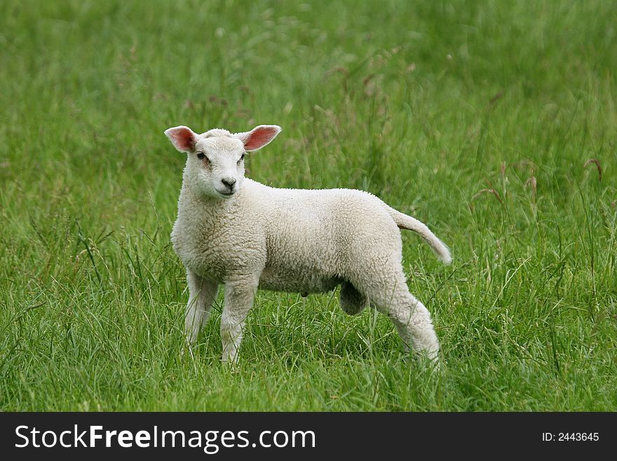 Little lamb alone in the meadow