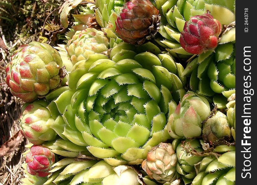 Plant of an aye-green close up with the large central socket of light green leaves in the center of the staff and small red-green sockets on each side. The latin name of a kind of a plant ï¿½ Jovibarba sobolifera.