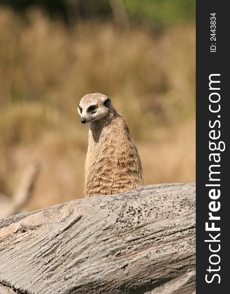 Meerkat glancing over his shoulder. Meerkat glancing over his shoulder