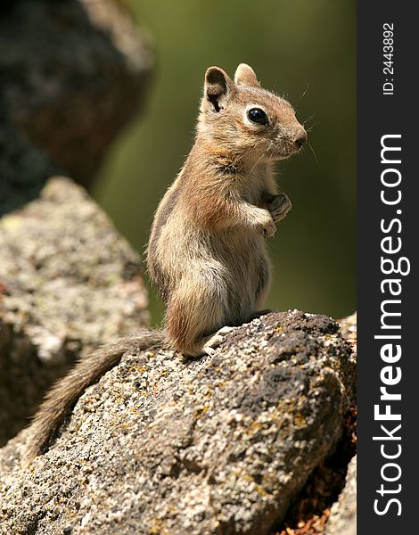 Chipmunk on hind legs standing on rock. Chipmunk on hind legs standing on rock