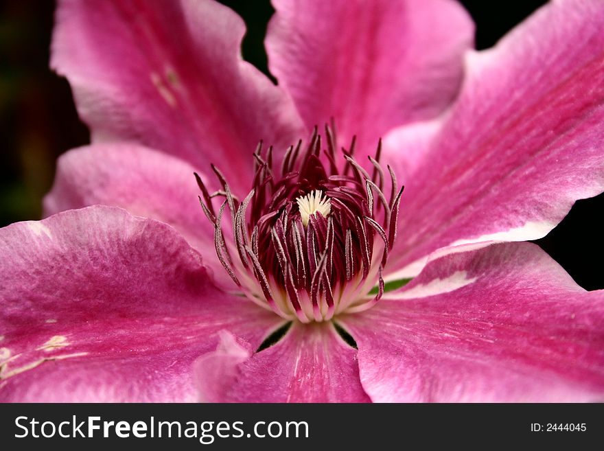 Doctor ruppel clematis climbing plant. Doctor ruppel clematis climbing plant