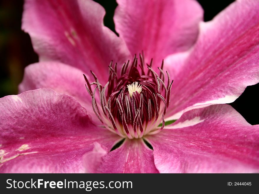 Clematis Doctor Ruppel