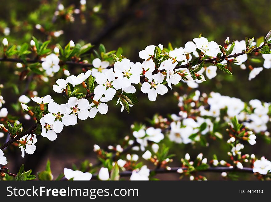 Branches of cherry blossoms (sakura) representing the arrival of spring. Branches of cherry blossoms (sakura) representing the arrival of spring