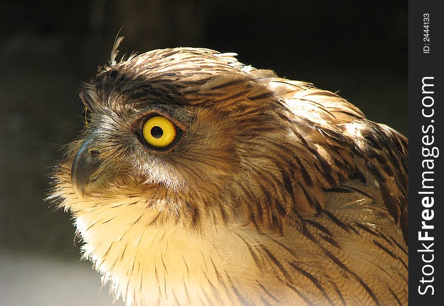 Owl at National Zoological Gardens of Sri Lanka -Dehiwala