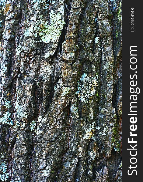 Extreme close-up of the grain bark of wild tree. Extreme close-up of the grain bark of wild tree