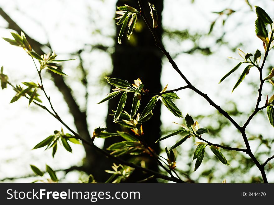 Leaves of a branch at beautiful days of spring. Leaves of a branch at beautiful days of spring