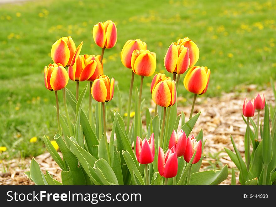 Close up photo of tulips. Close up photo of tulips