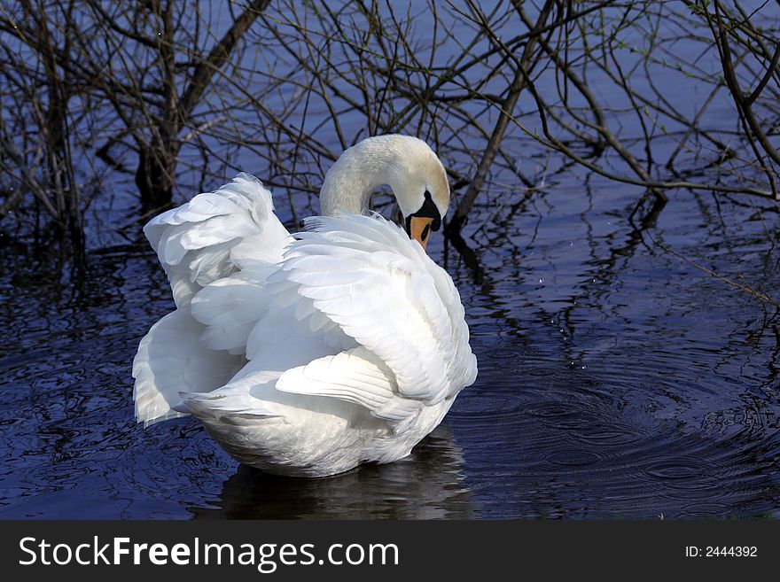 Beautiful white swan in the dark lake