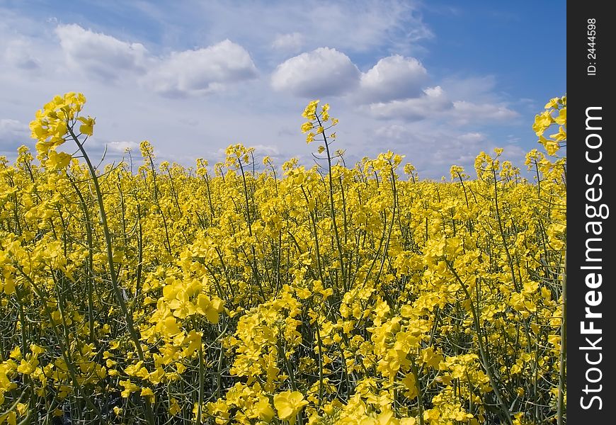 Yellow field of rape from which gets oil. Yellow field of rape from which gets oil