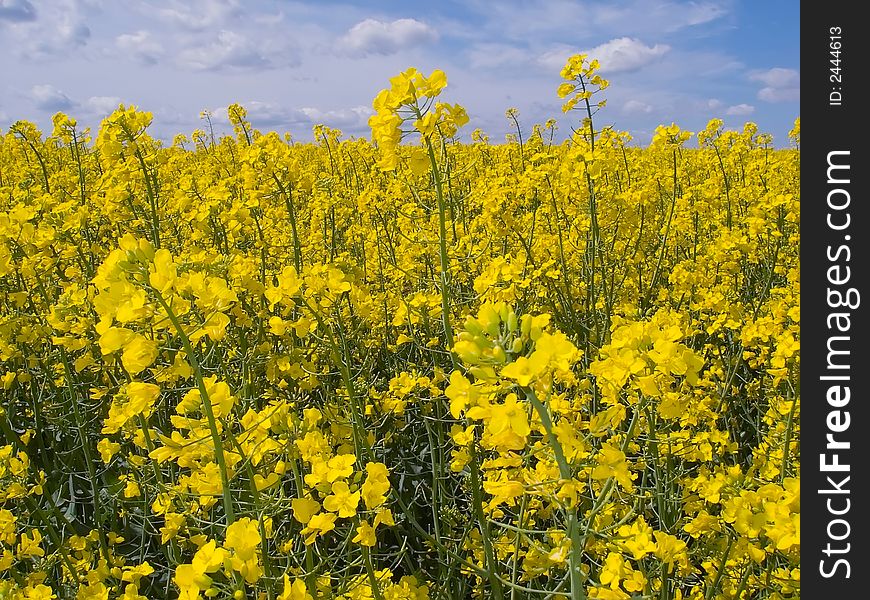Yellow field of rape from which gets oil. Yellow field of rape from which gets oil