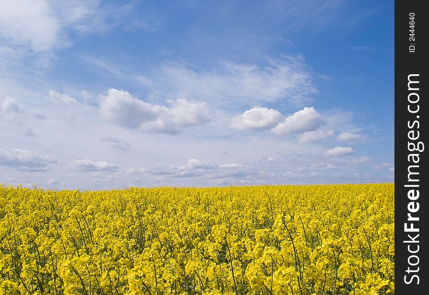 Yellow field of rape from which gets oil. Yellow field of rape from which gets oil