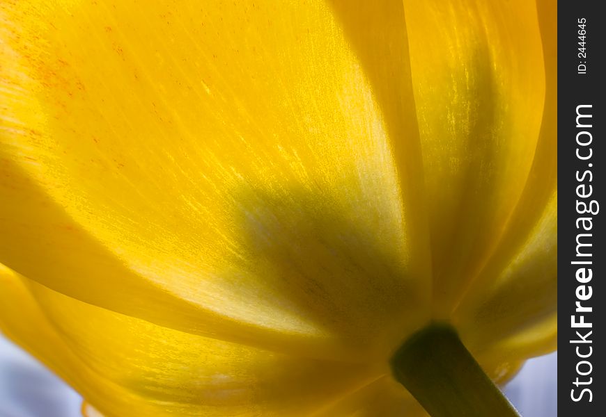 Beautiful shew tulip from outside perfect onto background to wishes. Beautiful shew tulip from outside perfect onto background to wishes