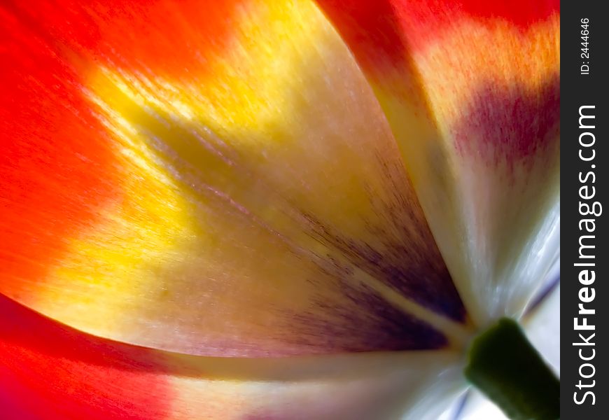 Tulip from outside 3