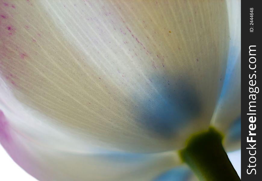 Beautiful shew tulip from outside perfect onto background to wishes. Beautiful shew tulip from outside perfect onto background to wishes