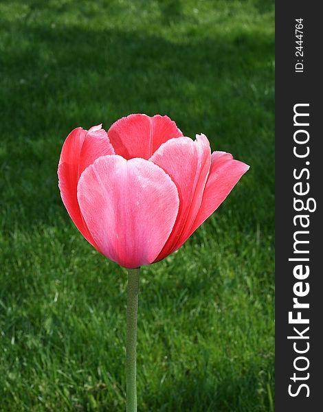 The beautiful pink tulip grows in loneliness