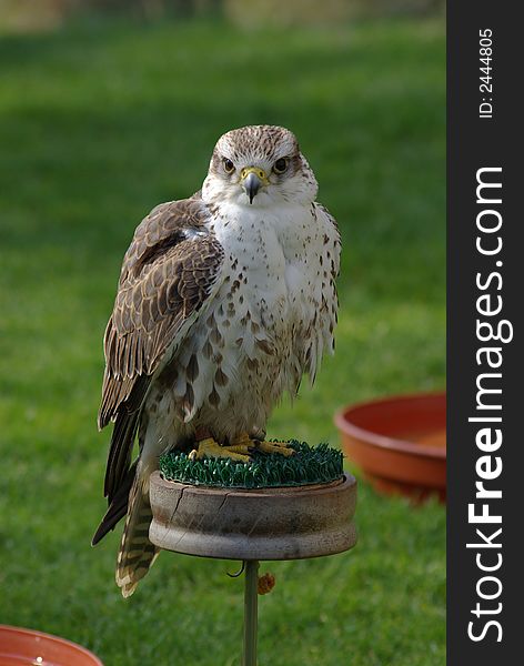 Kestrel shot at Hedingham Castle