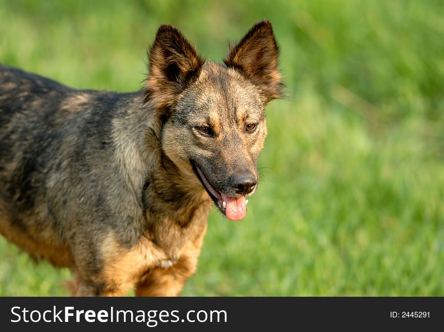 Stray dog on background of green grass