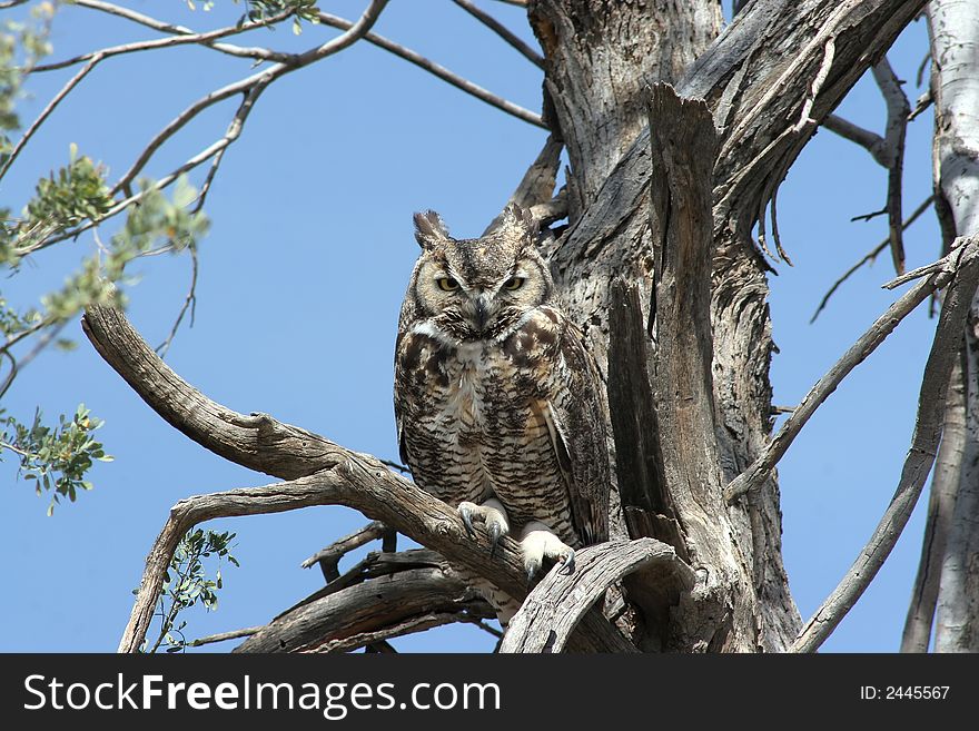 Great Horned Owl sitting in a dead tree in the wild in the Arizona desert. Great Horned Owl sitting in a dead tree in the wild in the Arizona desert.