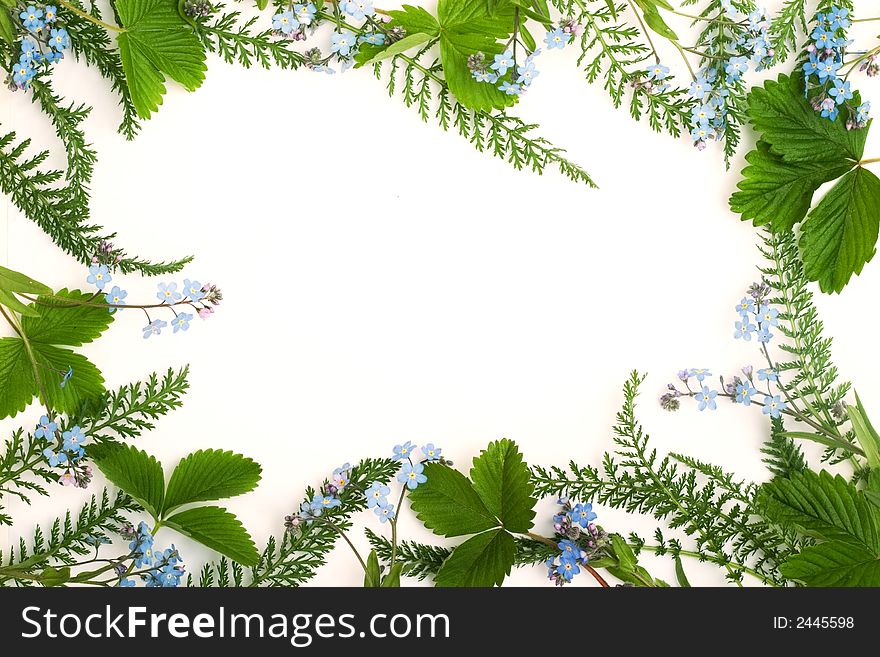 Forget-me-not flower border with green leaves for your design. Forget-me-not flower border with green leaves for your design