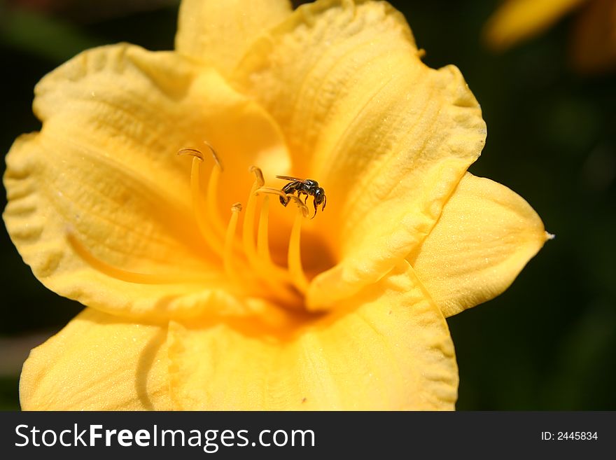 Tint bee and yellow flower. Tint bee and yellow flower