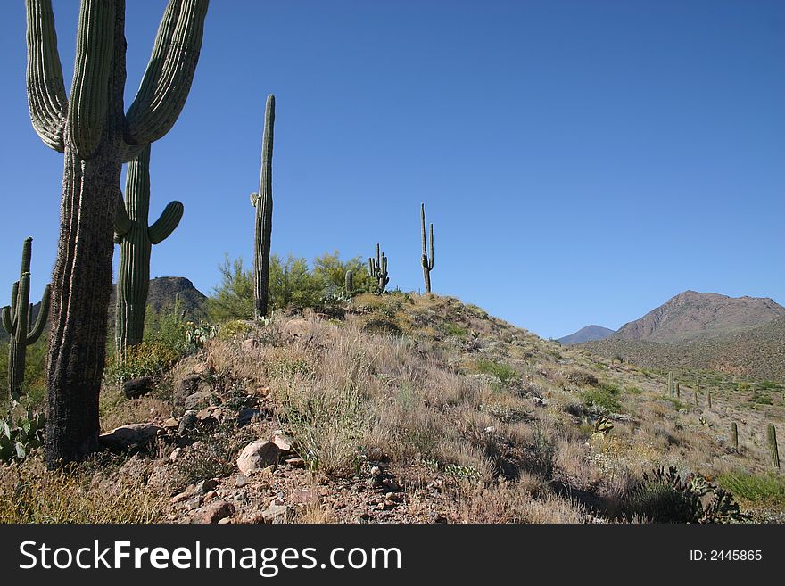 Saguaro cactus and hills