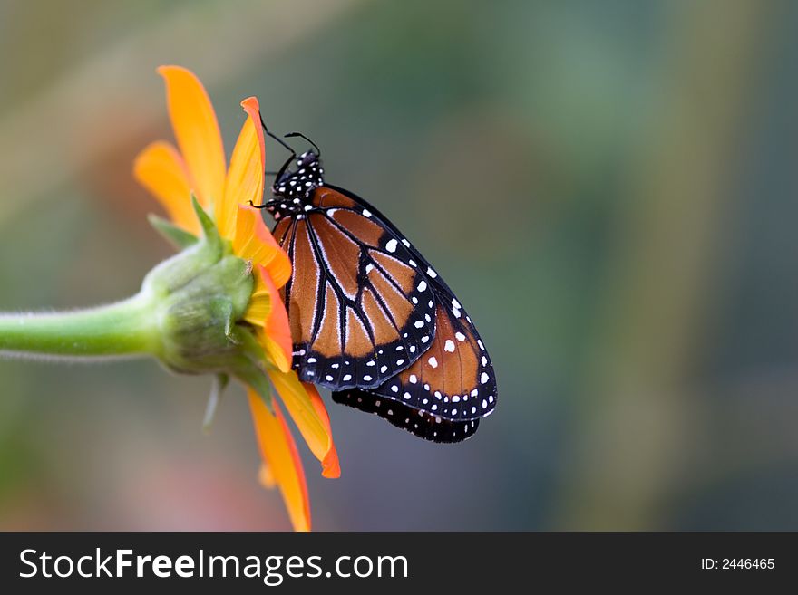 A Monarch Butterfly perched on a flower. A Monarch Butterfly perched on a flower