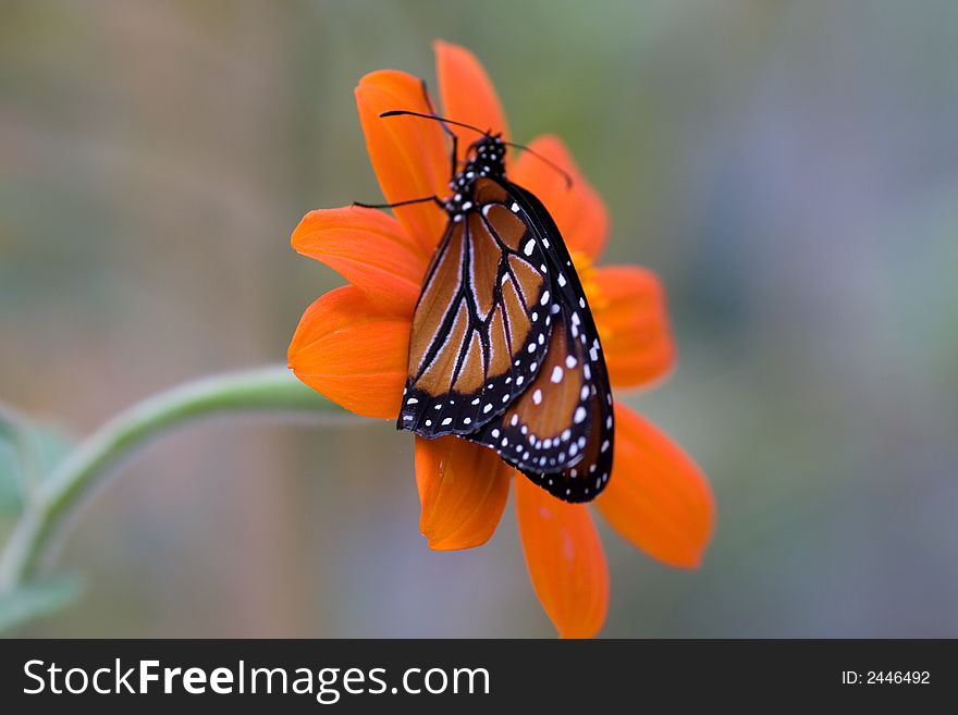 A Monarch butterfly on a flower