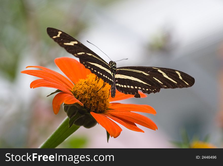 A Zebra Longwing Butterfly perched on a flower