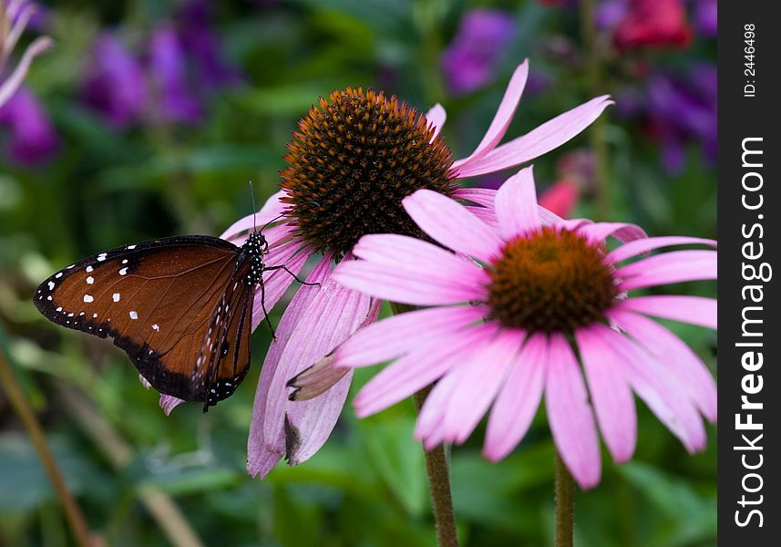 Viceroy Butterfly (Limenitis archippus)with flowers