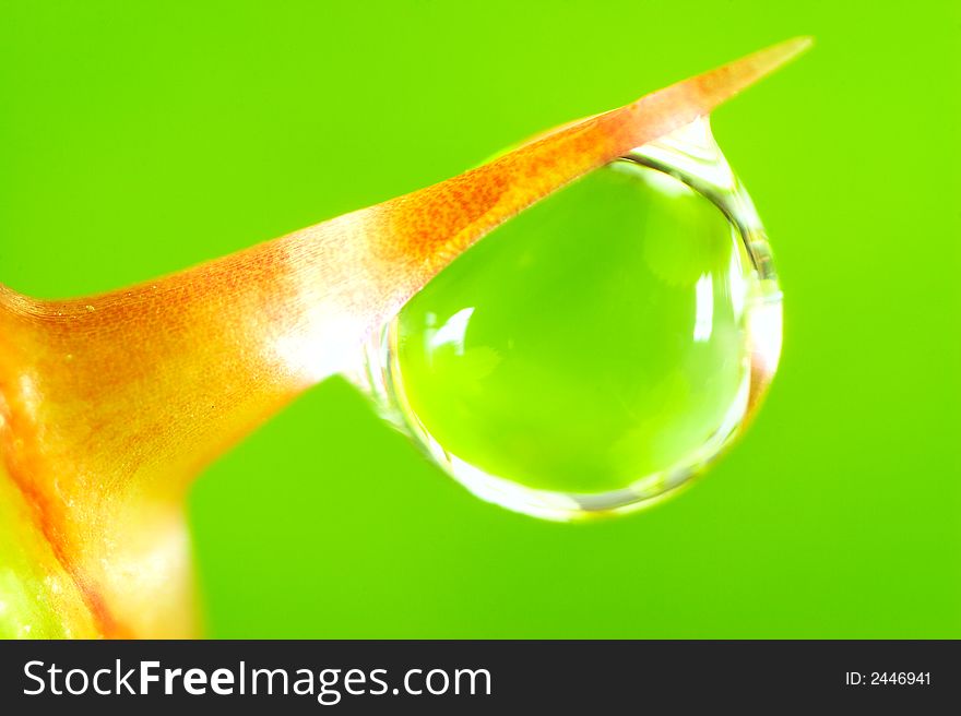 Water drop on the rose thorn. Super Macro. Water drop on the rose thorn. Super Macro