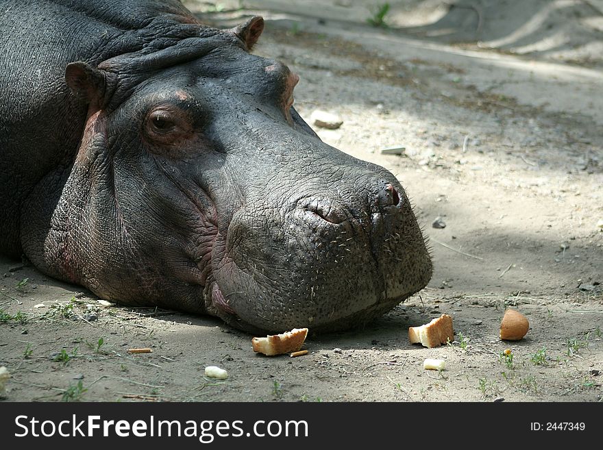 Big hippopotamus lays in a zoo
