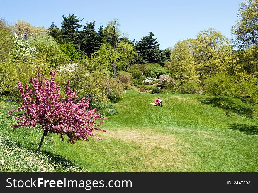 Verdant Spring Field
with lilac bushes, trees and picnicers in the background. Verdant Spring Field
with lilac bushes, trees and picnicers in the background